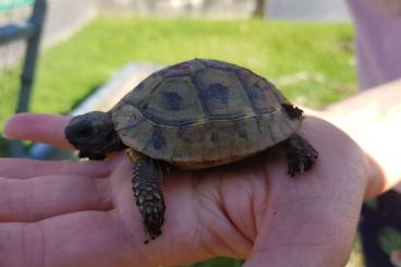 Tortoises kaufen und verkaufen Photo: 3 Jährige Griechische Landschildkröten THB abzugeben 