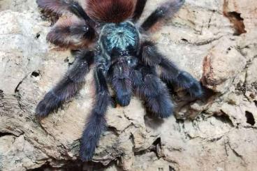 - bird spiders kaufen und verkaufen Photo: a lot of females and slings ,bulks 