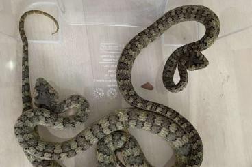 Snakes kaufen und verkaufen Photo: Protobothrops cornutus, Heloderma horridum horridum 