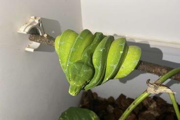 Pythons kaufen und verkaufen Foto: Morelia viridis Sorong 1.0