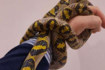 Colubrids kaufen und verkaufen Photo: Lampropeltis getula diverse, Elaphe mandarinus