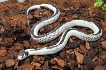 Nattern ungiftige  kaufen und verkaufen Foto: Lampropeltis getula diverse 