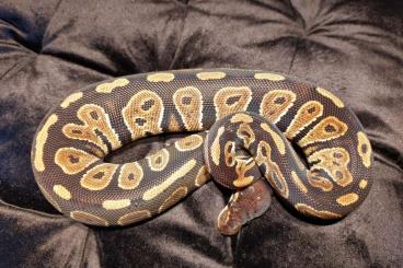 Ball Pythons kaufen und verkaufen Photo: Desert Ghost, Asphalt, Ghost Ball pythons