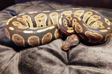 Ball Pythons kaufen und verkaufen Photo: Special price Houten (22.9.) Ball pythons/python regius