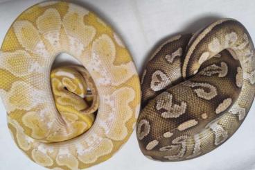 Ball Pythons kaufen und verkaufen Photo: Mojave Orbit Bamboo Ultramel Zuchtpaar