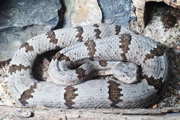Schlangen kaufen und verkaufen Foto: Crotalus lepidus klauberi - Felsen-Klapperschlange