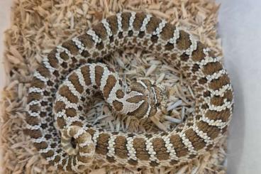 Snakes kaufen und verkaufen Photo: Heterodon nasicus - Westliche Hakennasennatter