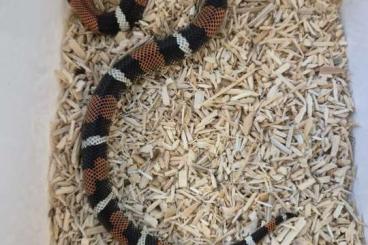 Schlangen kaufen und verkaufen Foto: Xenodon pulcher / Tricolor Hognose 