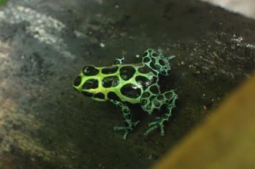 Poison dart frogs kaufen und verkaufen Photo: Biete verschiedene Pfeilgiftfrösche 