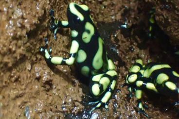 Pfeilgiftfrösche kaufen und verkaufen Foto: Dendrobates auratus capurgana