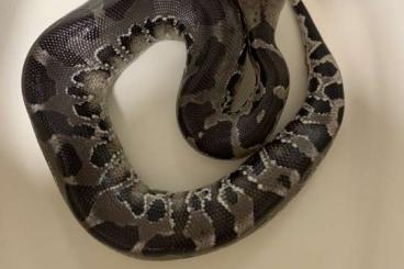 Schlangen kaufen und verkaufen Foto: Python curtus Chrome head - Sumatra Kurzschwanzpython 0.1