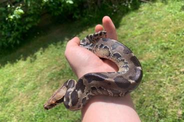 Pythons kaufen und verkaufen Photo: Sumatra Kurzschwanzpython Python curtus 1.1