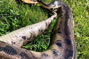 Pythons kaufen und verkaufen Photo: Blutpython Python curtus 1.0 NZ19