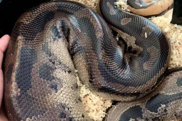 Pythons kaufen und verkaufen Photo: Blutpython 1.0 pumpkin head