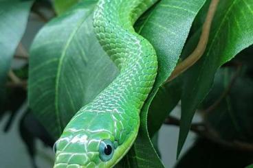 Schlangen kaufen und verkaufen Foto: Smaragdnattern, NZ 6/24 Gonyosoma coeruleum