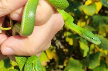 Snakes kaufen und verkaufen Photo: Smaragdnattern, NZ 6/24 Gonyosoma coeruleum