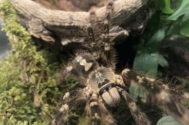 Vogelspinnen kaufen und verkaufen Foto: Poecilotheria subfusca Gruppe 