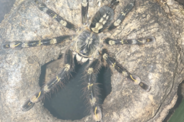 Vogelspinnen kaufen und verkaufen Foto: Biete Poecilotheria subfusca highland 