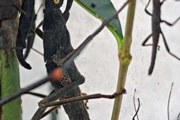 Insekten kaufen und verkaufen Foto: Peruphasma schultei - Jungtiere abzugeben