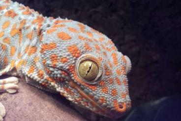Geckos kaufen und verkaufen Photo: 4.0 Gekko gecko (Tokeh gecko)