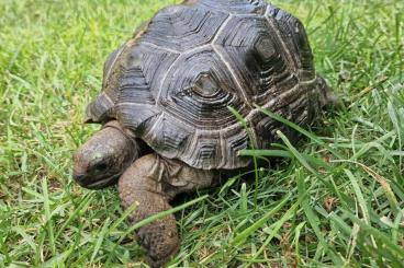 Turtles and Tortoises kaufen und verkaufen Photo: Transport to Hamm, To Houten, to Verona 