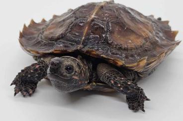 Schildkröten  kaufen und verkaufen Foto: Houten, Verona, Prague, Budapest, Fiano Romano 