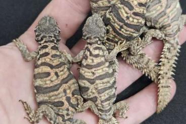 Echsen  kaufen und verkaufen Foto: Uromastyx Transport to Terraristika Hamm, TerraPlaza Budapest, 