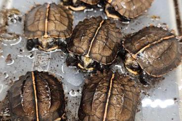 Schildkröten  kaufen und verkaufen Foto: Hamm, Budapest, Verona, Győr, Houten, Prague 