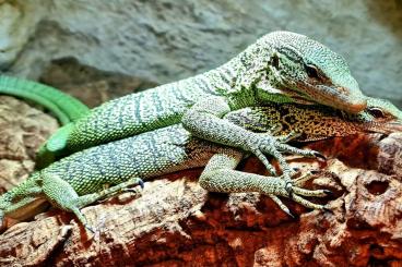 Echsen  kaufen und verkaufen Foto: Monitor lizards for sale. delivery Terrarisztika Hamm, Ziva Exotica, T