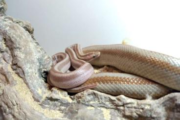 Boas kaufen und verkaufen Foto: Sand boa (Eryx) and Rosy boa 