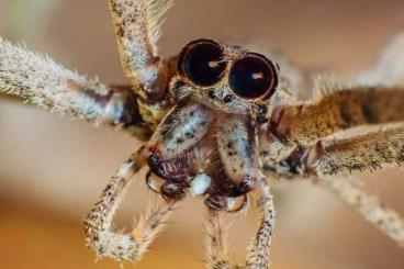 other spiders kaufen und verkaufen Photo: Looking for jumping spiders