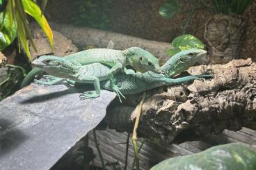 Monitor lizards kaufen und verkaufen Photo: Varanus prasinus sorong März 2022