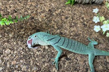 Warane kaufen und verkaufen Foto: 1.0 Varanus prasinus sorong 