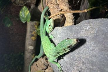 Echsen  kaufen und verkaufen Foto: Varanus prasinus sorong 1.0