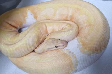 Snakes kaufen und verkaufen Photo: 0.1 dreamsicle proven female königspython 