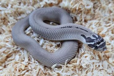 Snakes kaufen und verkaufen Photo: Heterodon nasicus / hognose snakes