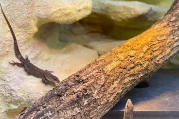 Warane kaufen und verkaufen Foto: 0.0.3 Varanus Primordius 8/24