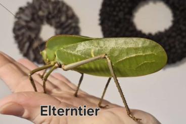 Insects kaufen und verkaufen Photo: Siliquofera grandis Nymphen Insects kaufen und verkaufen Photo: Siliquofera grandis Nymphen