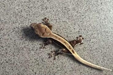 Geckos kaufen und verkaufen Photo: 0.0.14 Nz 2024 Kronengecko Correlophus c.