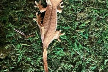 Geckos kaufen und verkaufen Photo: Kronengecko 08/24 Correlophus ciliatus