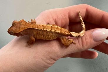 Geckos kaufen und verkaufen Photo: Kronengecko Correlophus ciliatus