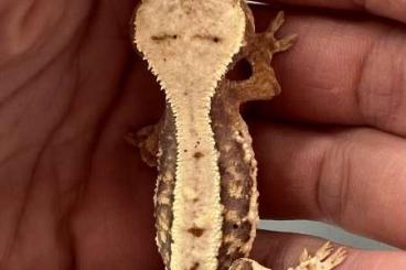 Geckos kaufen und verkaufen Foto: Kronengecko 11/24 Correlophus ciliatus 