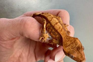 Geckos kaufen und verkaufen Foto: Kronengecko 10/24 Correlophus ciliatus 