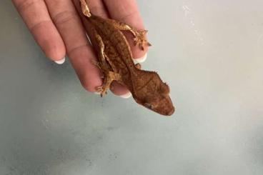 Geckos kaufen und verkaufen Foto: Kronengecko 12/24 C. Ciliatus 