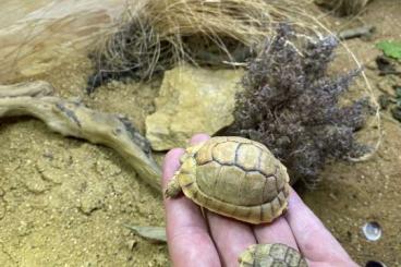 Landschildkröten kaufen und verkaufen Foto: Ägyptische Landschildkröte Testudo kleinmanni 