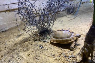 Tortoises kaufen und verkaufen Photo: Testudo kleinmanni  Ägyptische Landschildkröte 