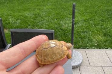 Landschildkröten kaufen und verkaufen Foto: Testudo kleinmanni  Ägyptische Landschildkröte 