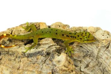 Geckos kaufen und verkaufen Foto: Pseudogekko smaragdinus / Philippinen Smaragdgecko