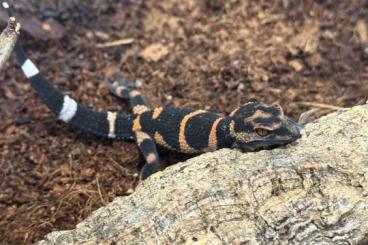 Geckos kaufen und verkaufen Foto: 1.3Goniurosaurus toyamsi 