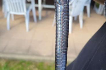 Snakes kaufen und verkaufen Photo: Drymarchon Couperie 1.0 Indigonatter 